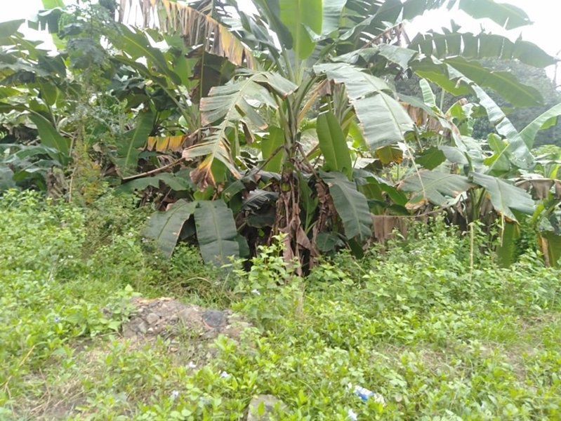 very big lot -02