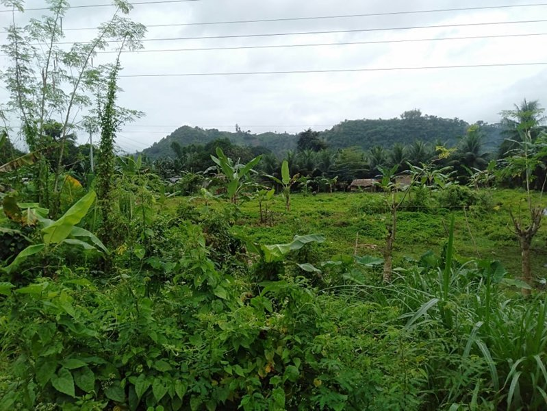 very big lot -05