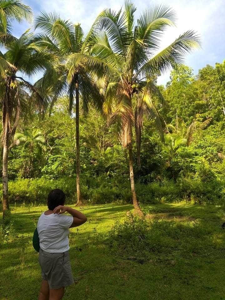 Land Properties for Sale in Balilihan Bohol Philippines