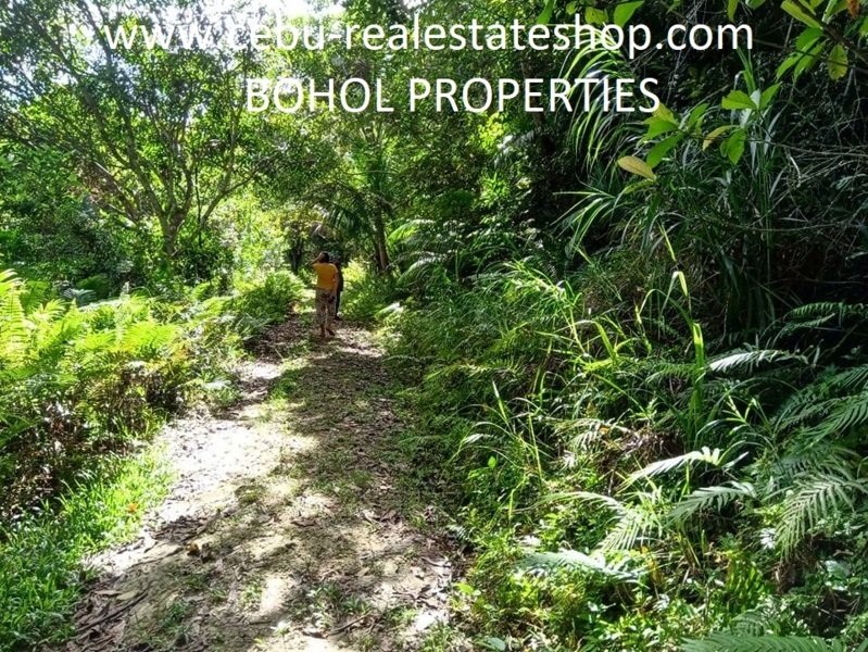 12 Hectare Land for Sale in Corella Bohol Philippines
