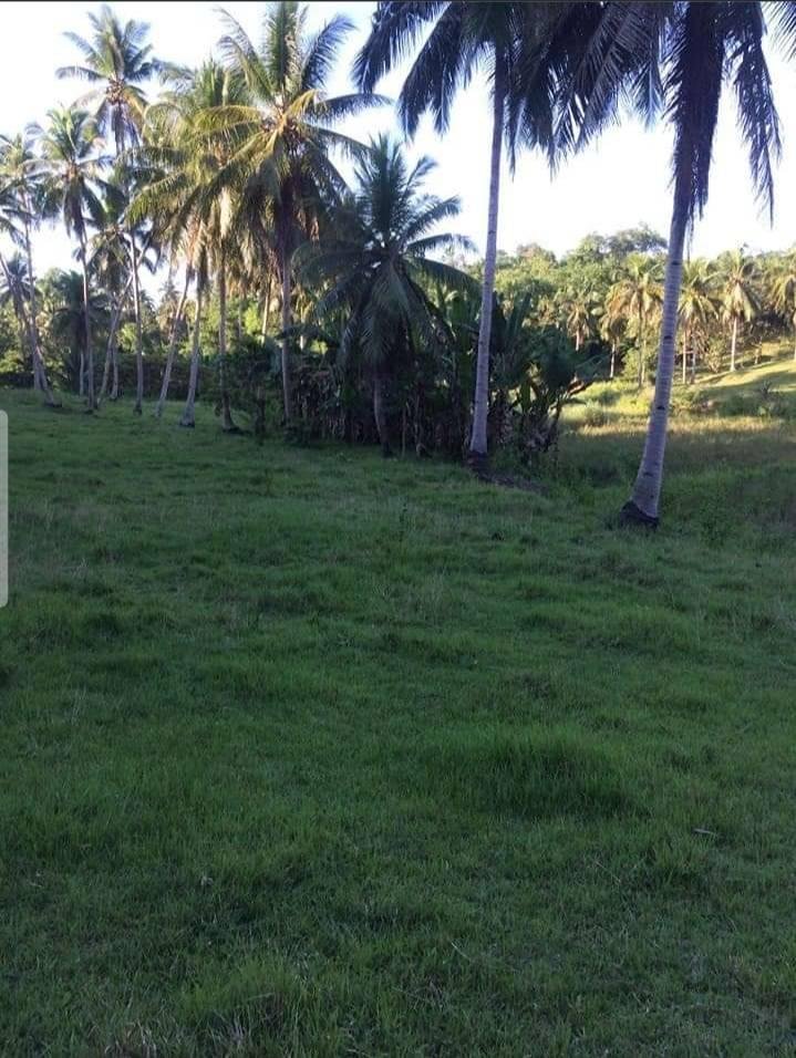 3 Hectares Land for Sale in Corella Bohol Philippines
