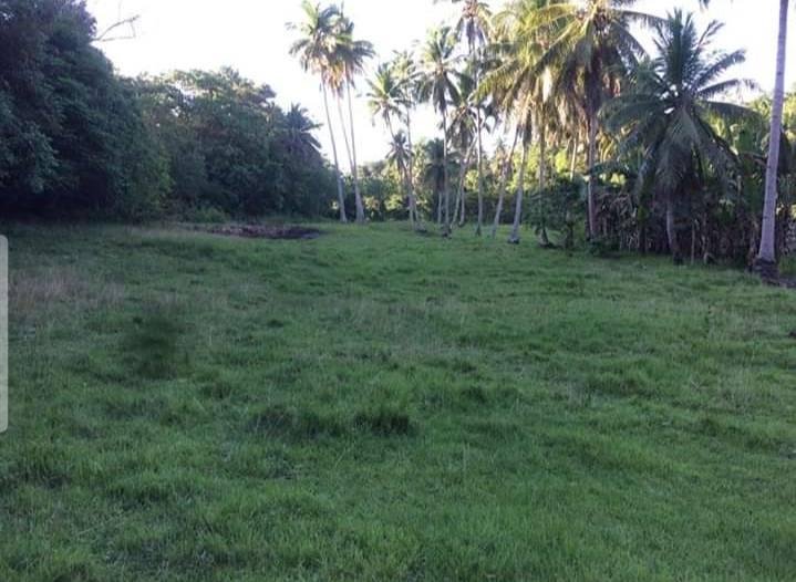 3 Hectares Land for Sale in Corella Bohol Philippines