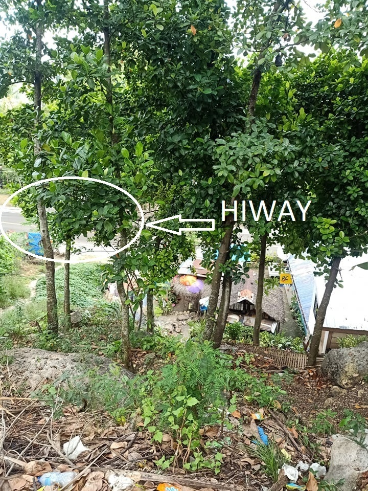 hiway catmon -06