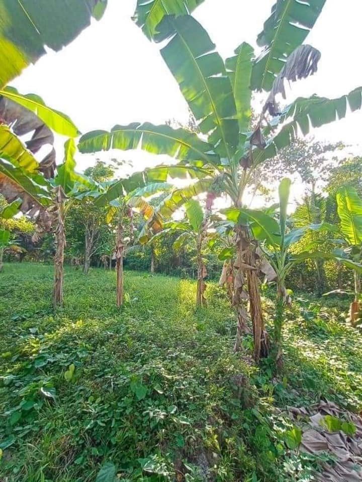 Land for Sale in Bilisan Panglao Bohol Philippines