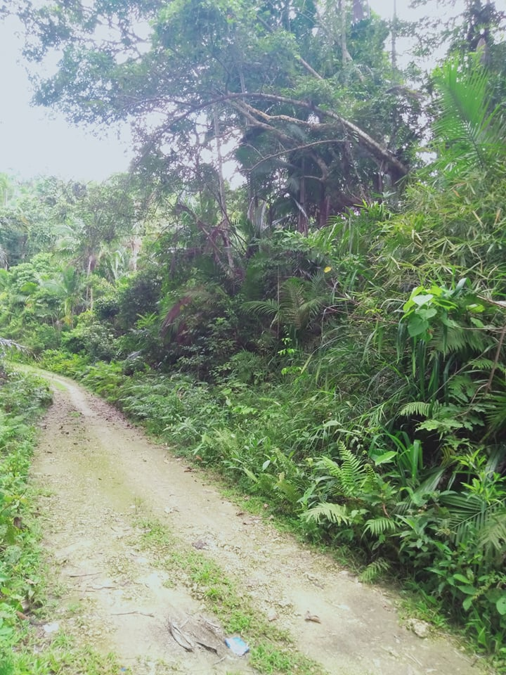 land corella bohol -01
