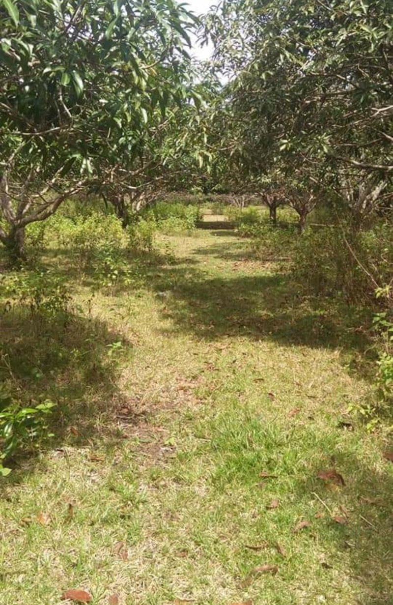 1000 sqm Land for Sale Tinago Dauis Bohol Philippines