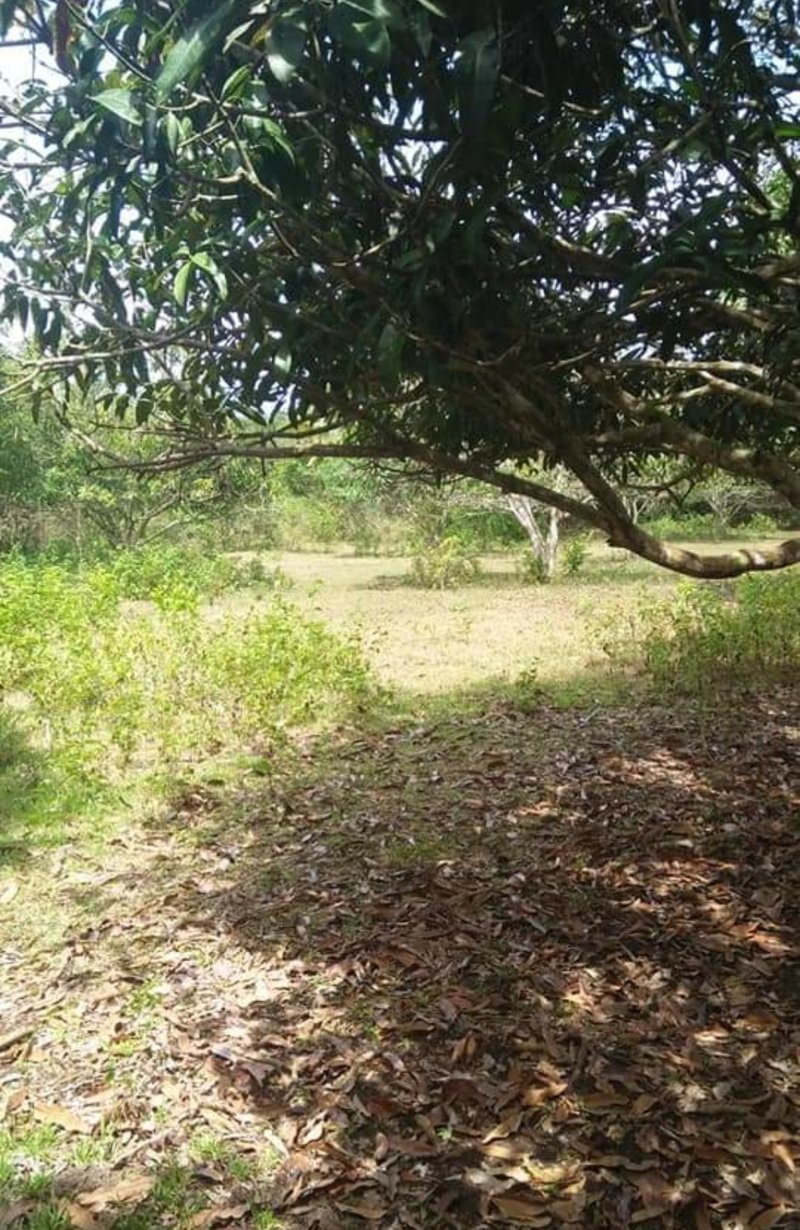 1000 sqm Land for Sale Tinago Dauis Bohol Philippines