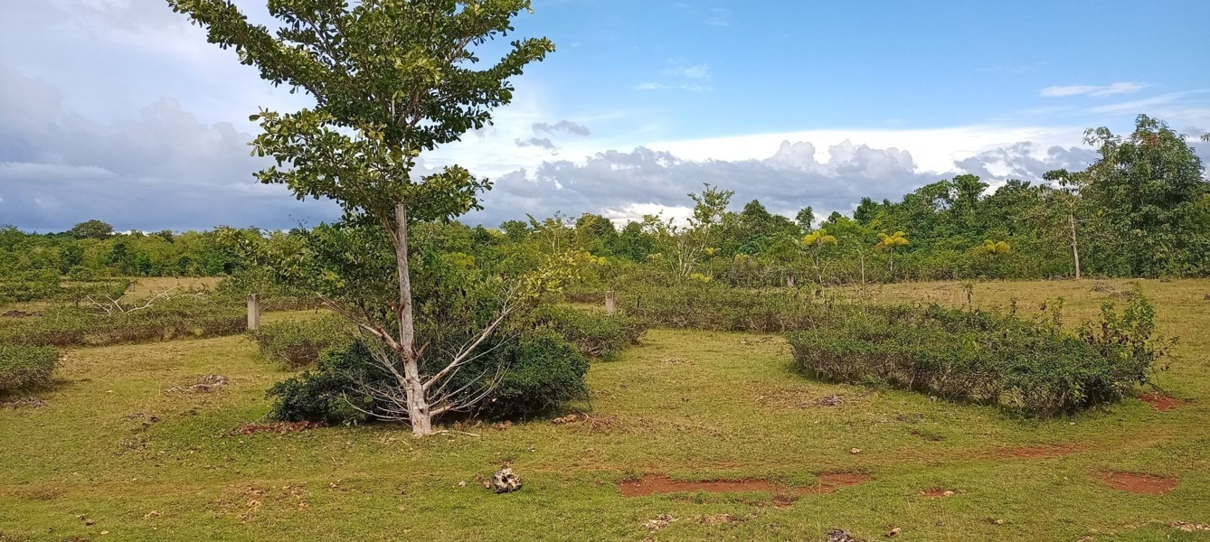 3 hectares lot for sale in libaong panglao bohol - 05