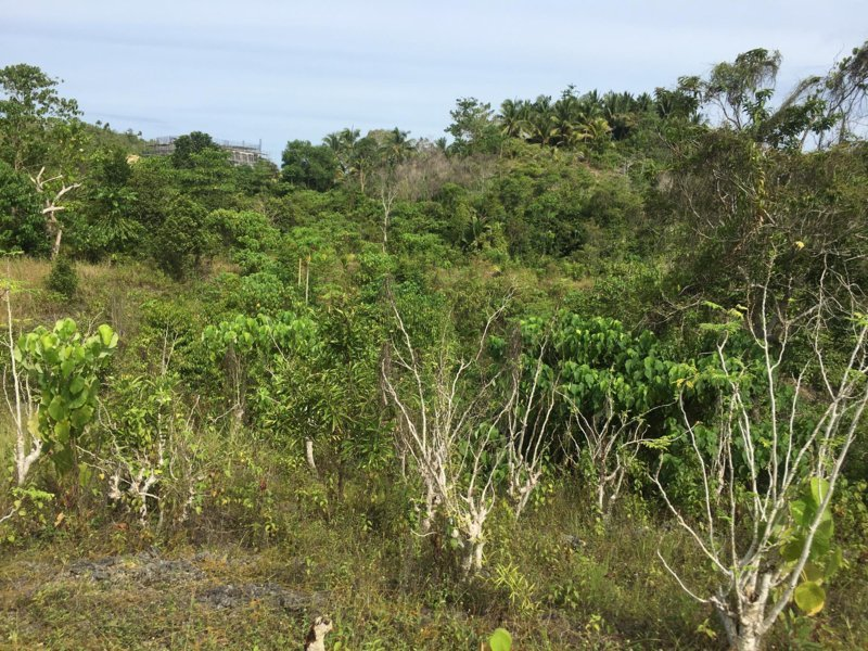 2 hectare lot properties for sale in libertad baclayon bohol - 01
