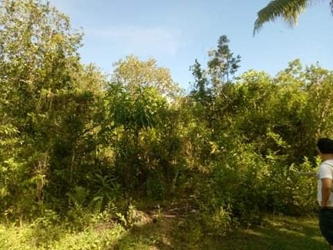 5 hectares lot properties for sale in baclayon bohol - 07