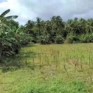 hectares land for sale in magcagong sibonga cebu