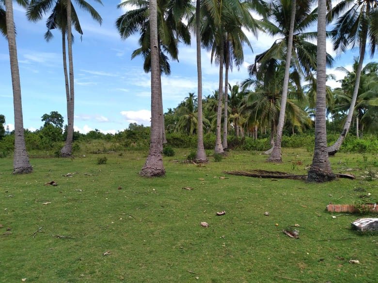Seafront Lot Properties for Sale in Panglao Bohol Phil.