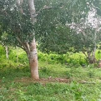 Click below for Land in Sungculan Dauis