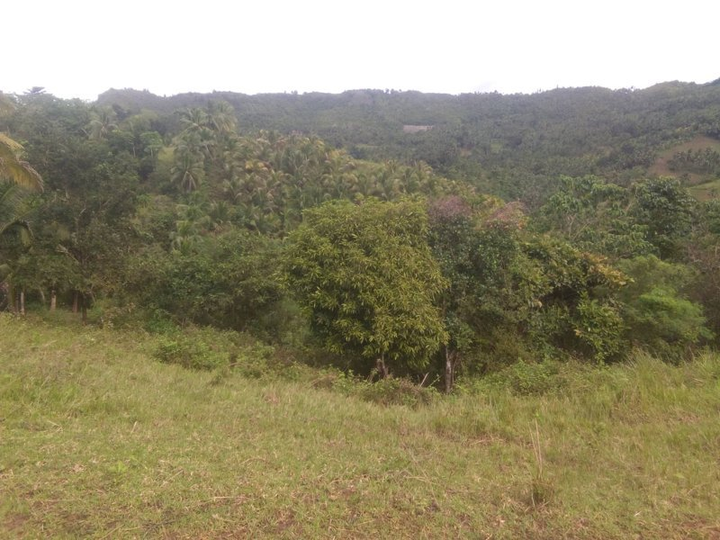 land for sale in hiway tabili catmon cebu - 12