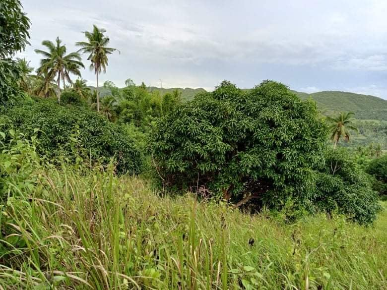 land properties for sale in tabogon cebu - 03