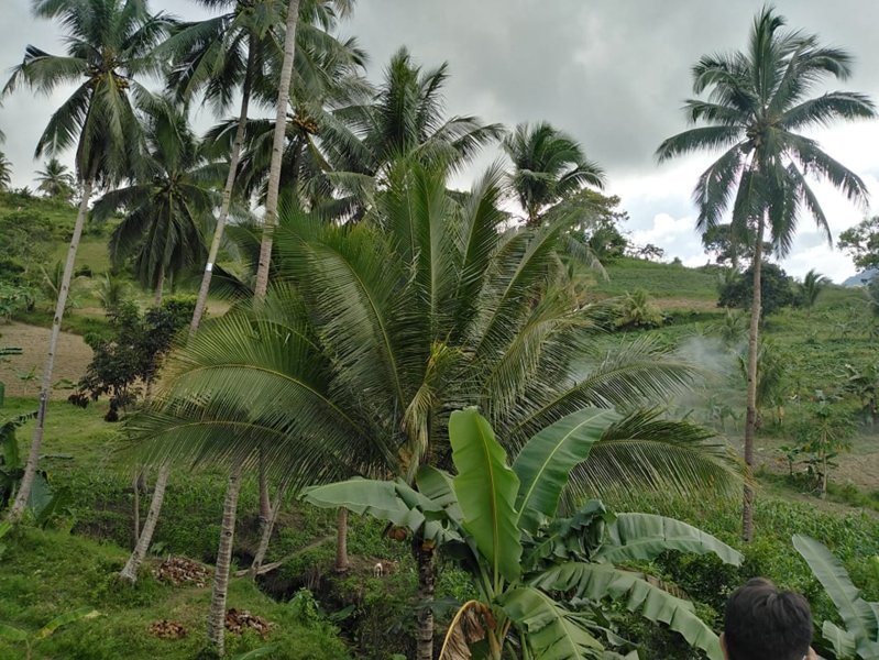 hectares land properties for sale in tulang argao cebu - 05