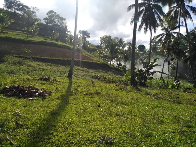 hectares land properties for sale in tulang argao cebu - 06