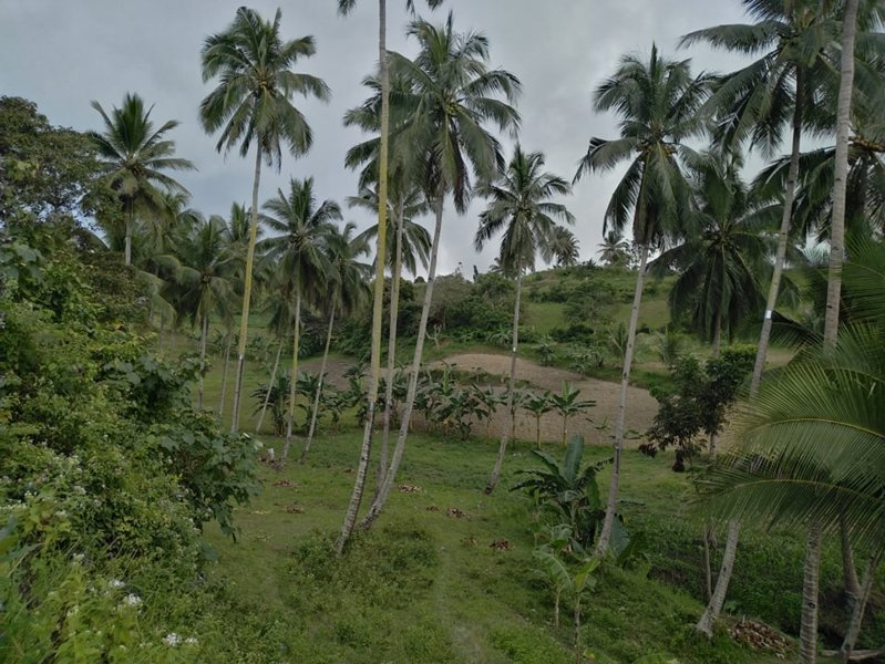 hectares land properties for sale in tulang argao cebu - 13