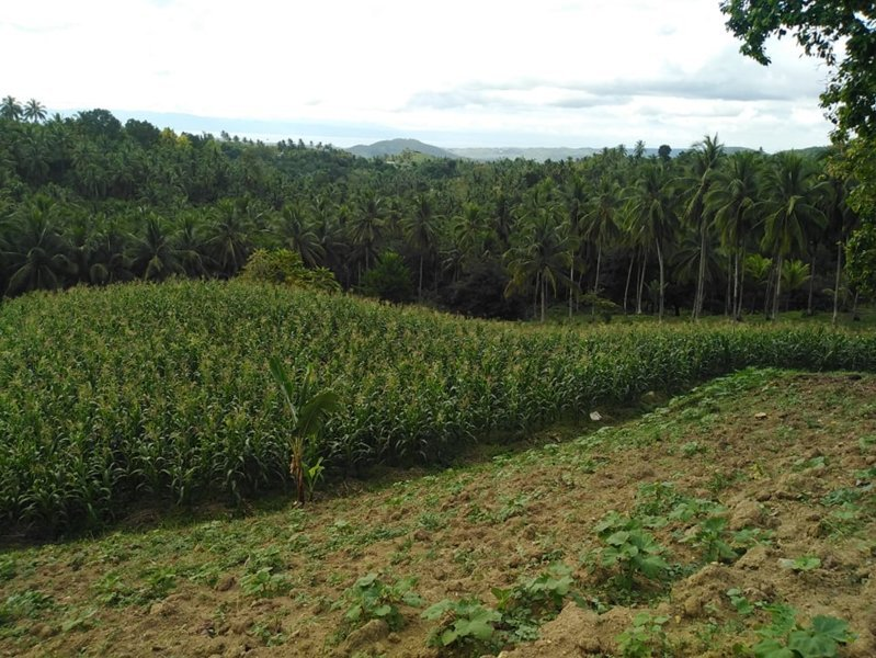 hectares land properties for sale in tulang argao cebu - 15