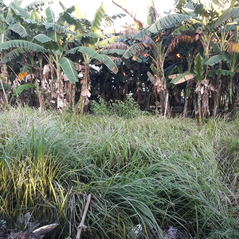 ubay resort -26