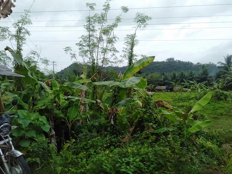 hectares very big lot for sale in toledo city cebu - 04