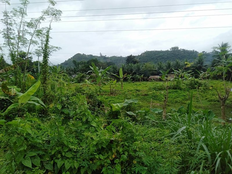hectares very big lot for sale in toledo city cebu - 05